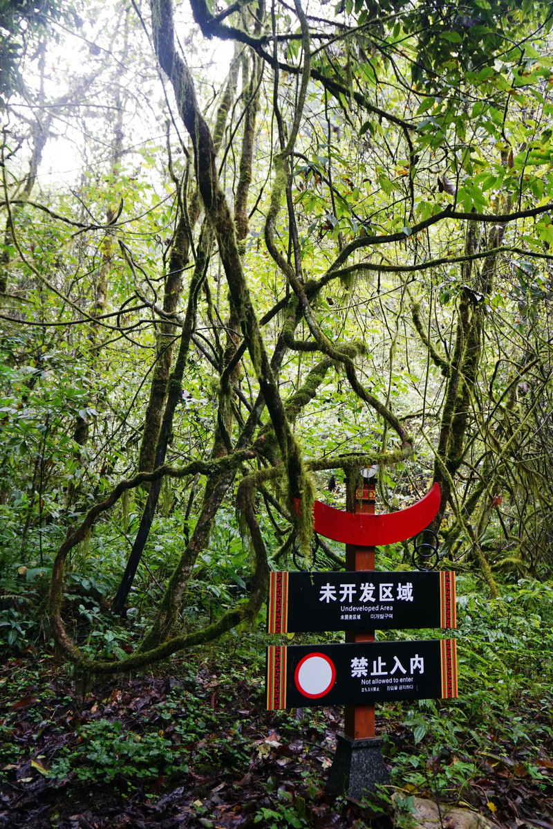 重庆悦行自驾--黑竹沟石门关原始森林, 高山大草甸两个开放景点游记