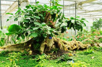 南陵攻略植物园热带,南陵热带植物园攻略/游玩稻城冬天v攻略门票景点必去图片