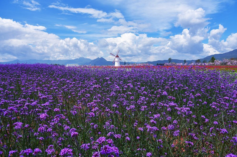 中国最大的雪山花海—富华丽江雪山花海乐园,位于雪山脚下,拥有