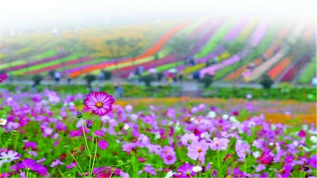 【赏花踏青】铜梁奇彩梦园花海 安居古镇漫步一日游