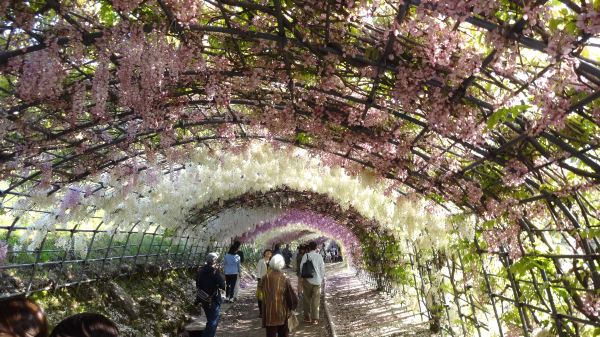 5月,世界十大绝景之一的河内藤园--日本紫藤花隧道,简直太美腻!