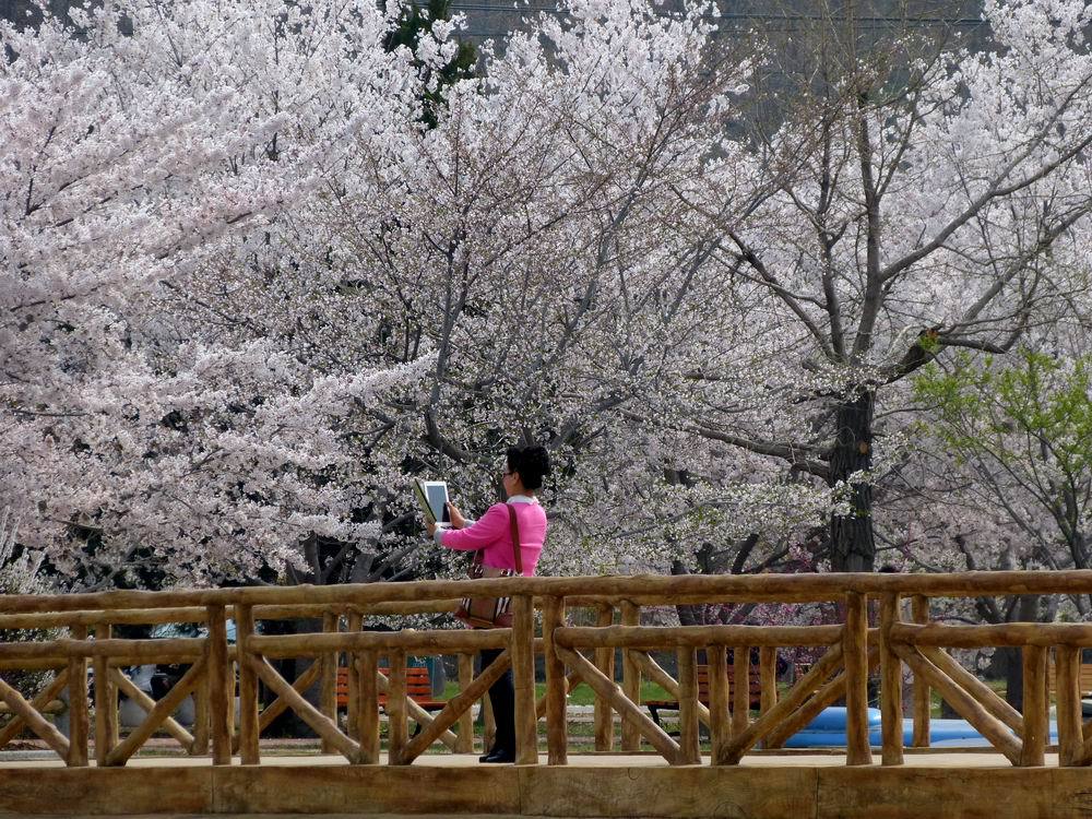 云游四海(507)龙王塘樱花园