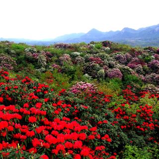 毕节百里杜鹃风景区攻略-百里杜鹃风景区门票价格多少钱-团购票价预定