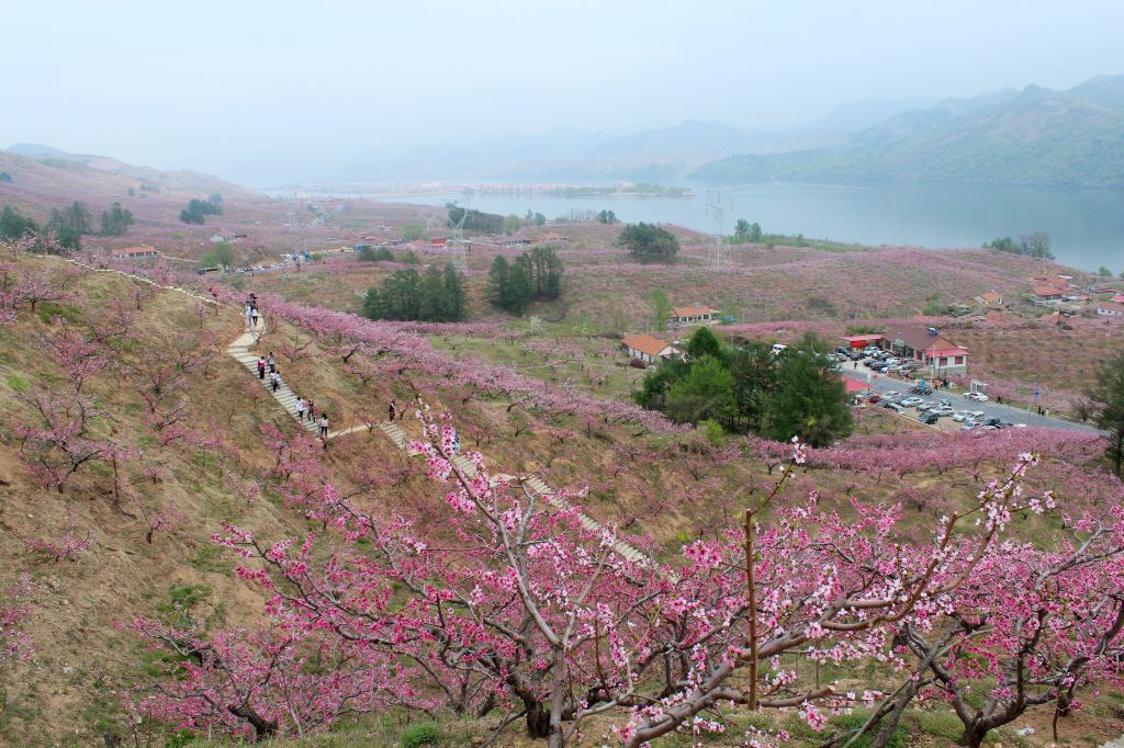     再见了,美丽的丹东河口桃花村