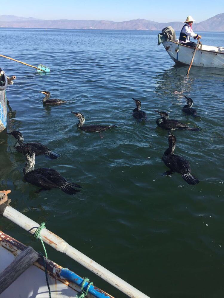 大理洱海鱼鹰驯化基地