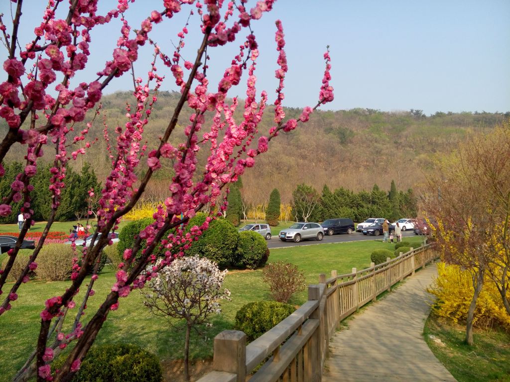 木栈道在树林花海中穿行