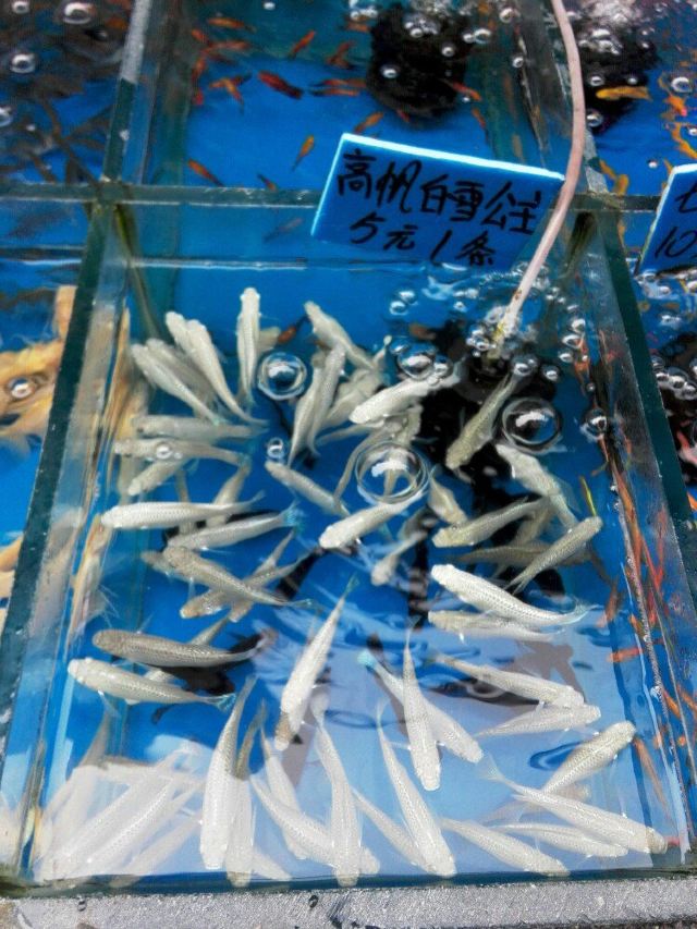 白雪公主鱼