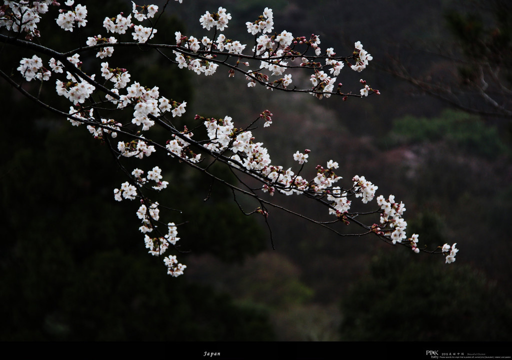 春,樱花季, 雨中的岚山