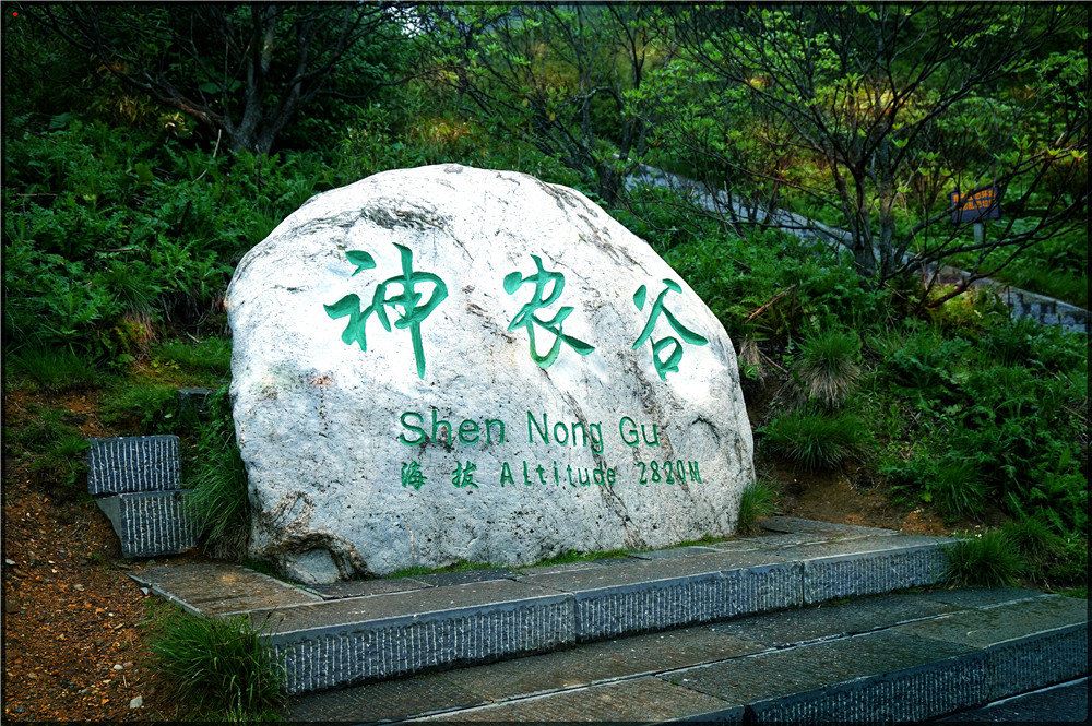 神农架记事 -郑伟华 九湖草暖觅野踪, 秘境奇翠生农神。 巴山清凉润万物, 三省景色入帘新。 神农架以原始、神秘闻名于世,区内山高谷深,林木茂密,气候复杂多变,四季景色迷人。独特的自然环境、人文历史,造就了极其丰富、珍贵的自然和人文景观,也孕育了景色宜人、钟灵毓秀的旅游环境。 地貌景观:主要有红石沟、长岩屋、红花营、神农顶、神农谷、阴峪河大峡谷、神农架群石槽河组地质奇观、大寨湾大峡谷、金丝燕洞等景观。水文景观:神农架山体高大,植被茂密,是一个巨大的储水库,山间溪流密布各条沟谷,深潭、激流湍滩、瀑布展示出别