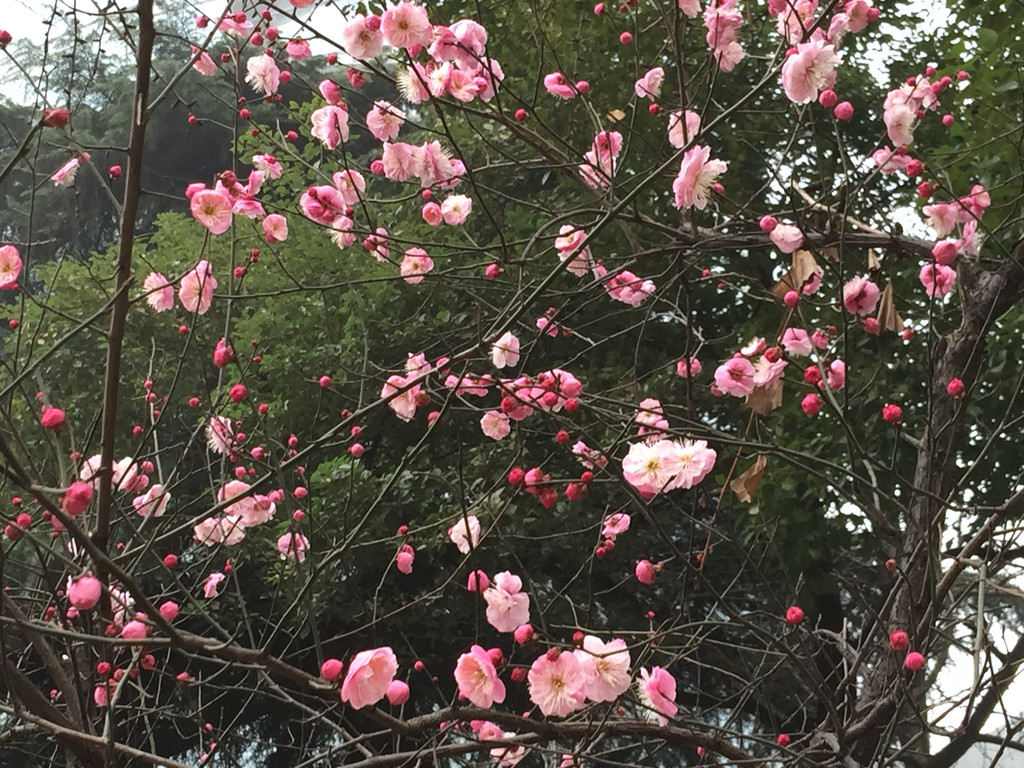 南京的市花有多美-梅花告诉你