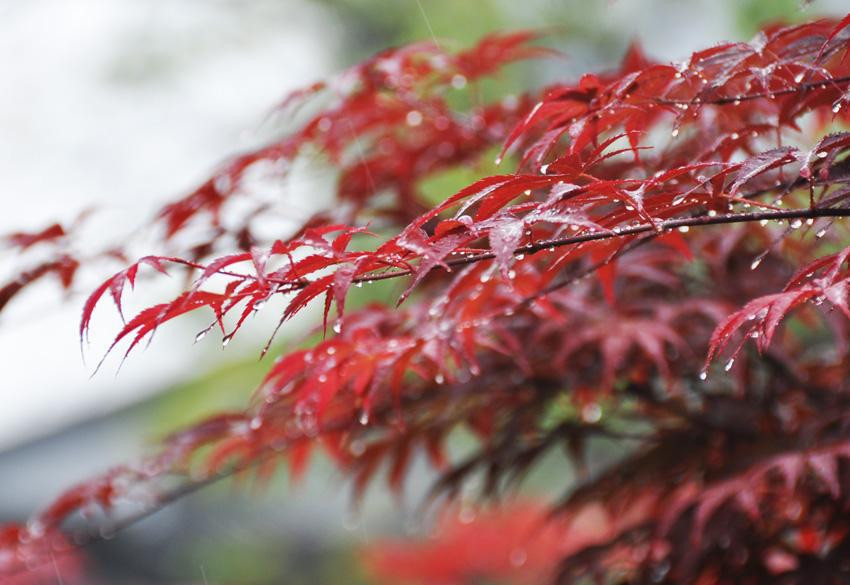 雨中的红叶