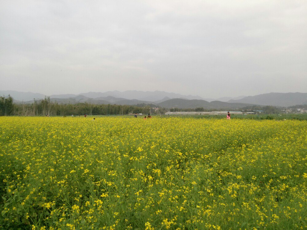 秀田古树,油菜花美景(新丰县马头镇)