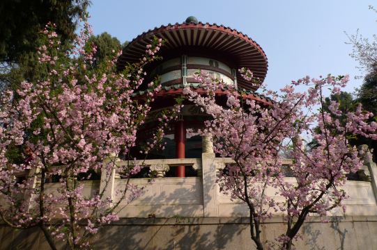 2015武汉樱花季