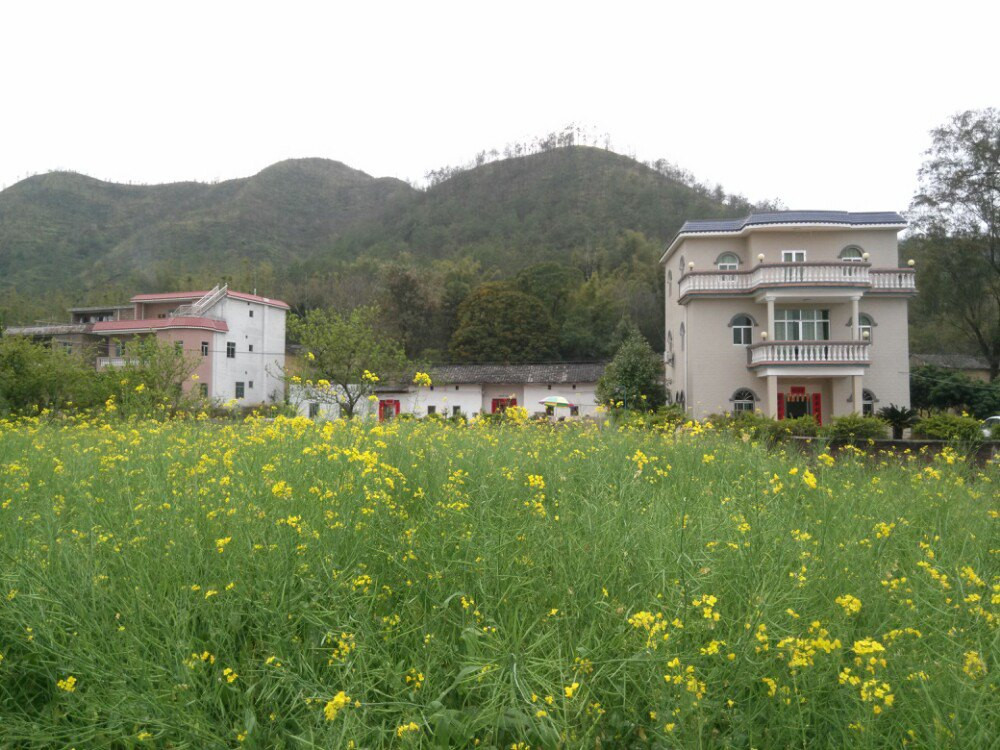 秀田古树,油菜花美景(新丰县马头镇)