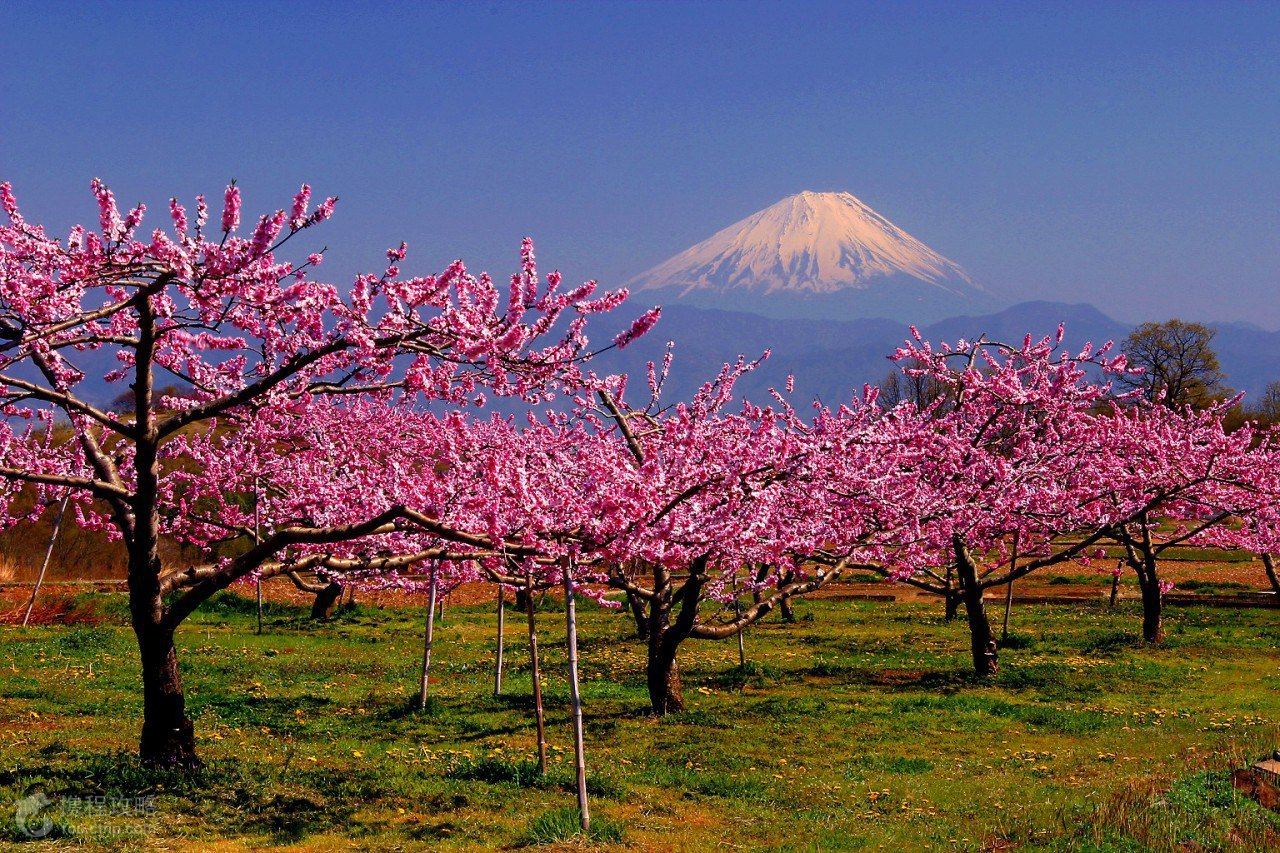 日本大阪+京都+静冈县+富士山+东京6日5晚半