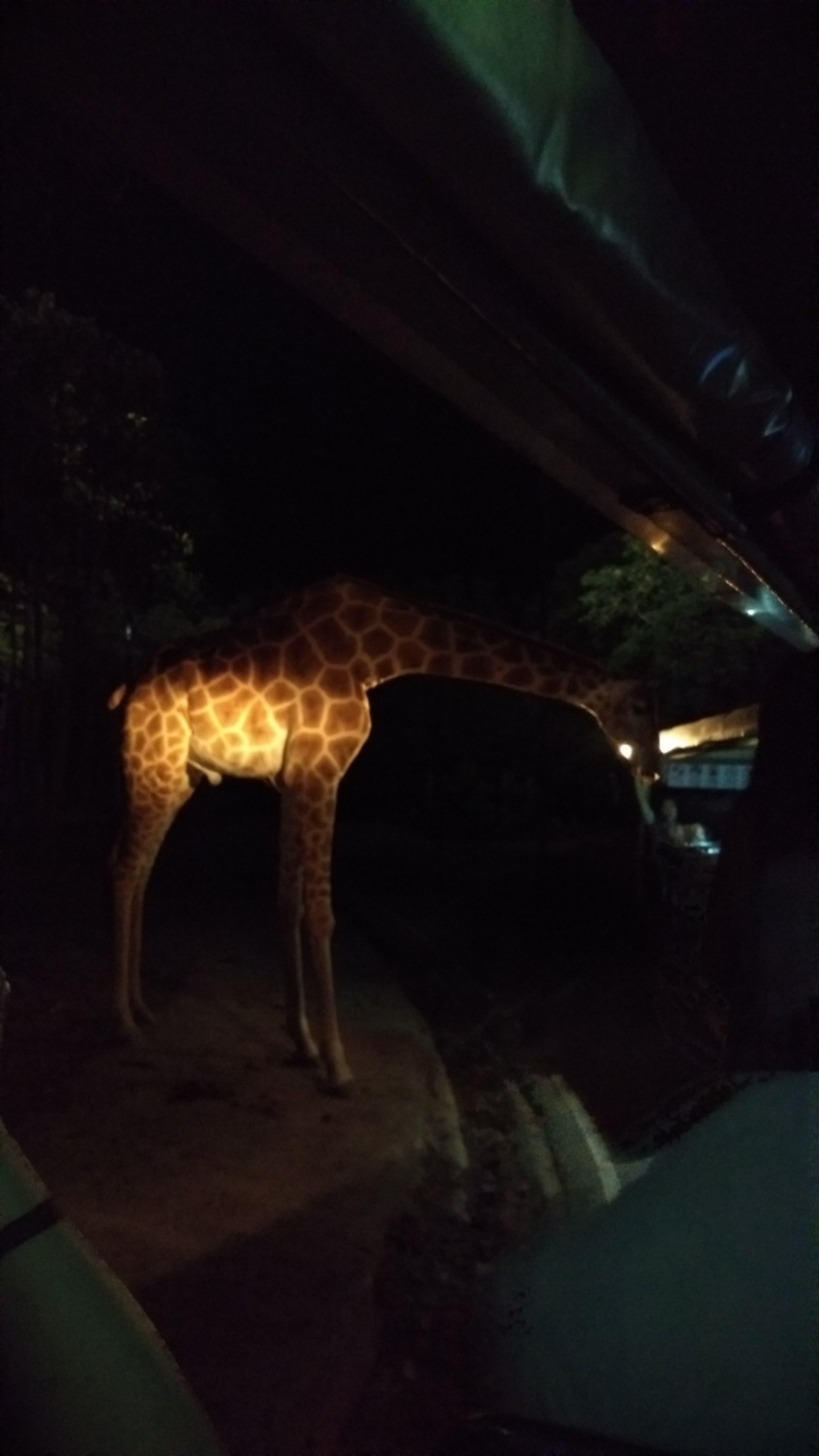 清迈夜间动物园