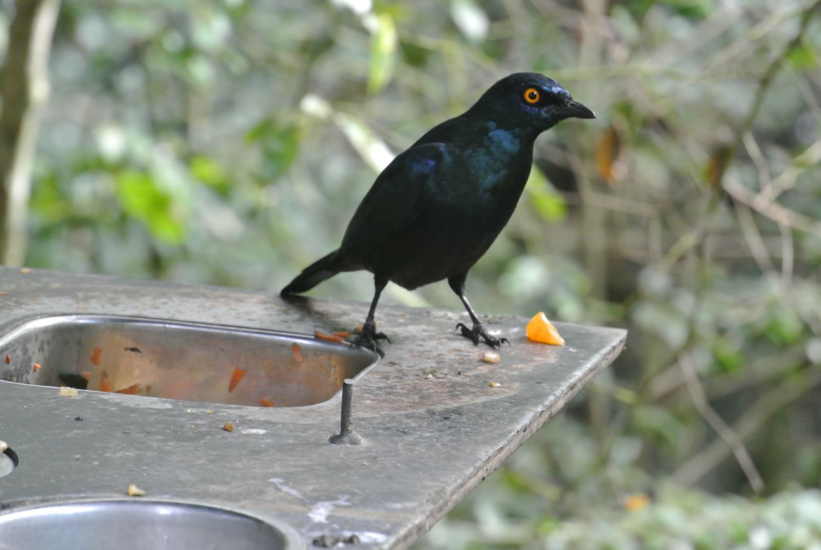 黑腹辉椋鸟(black-bellied starling) birds of eden,南非