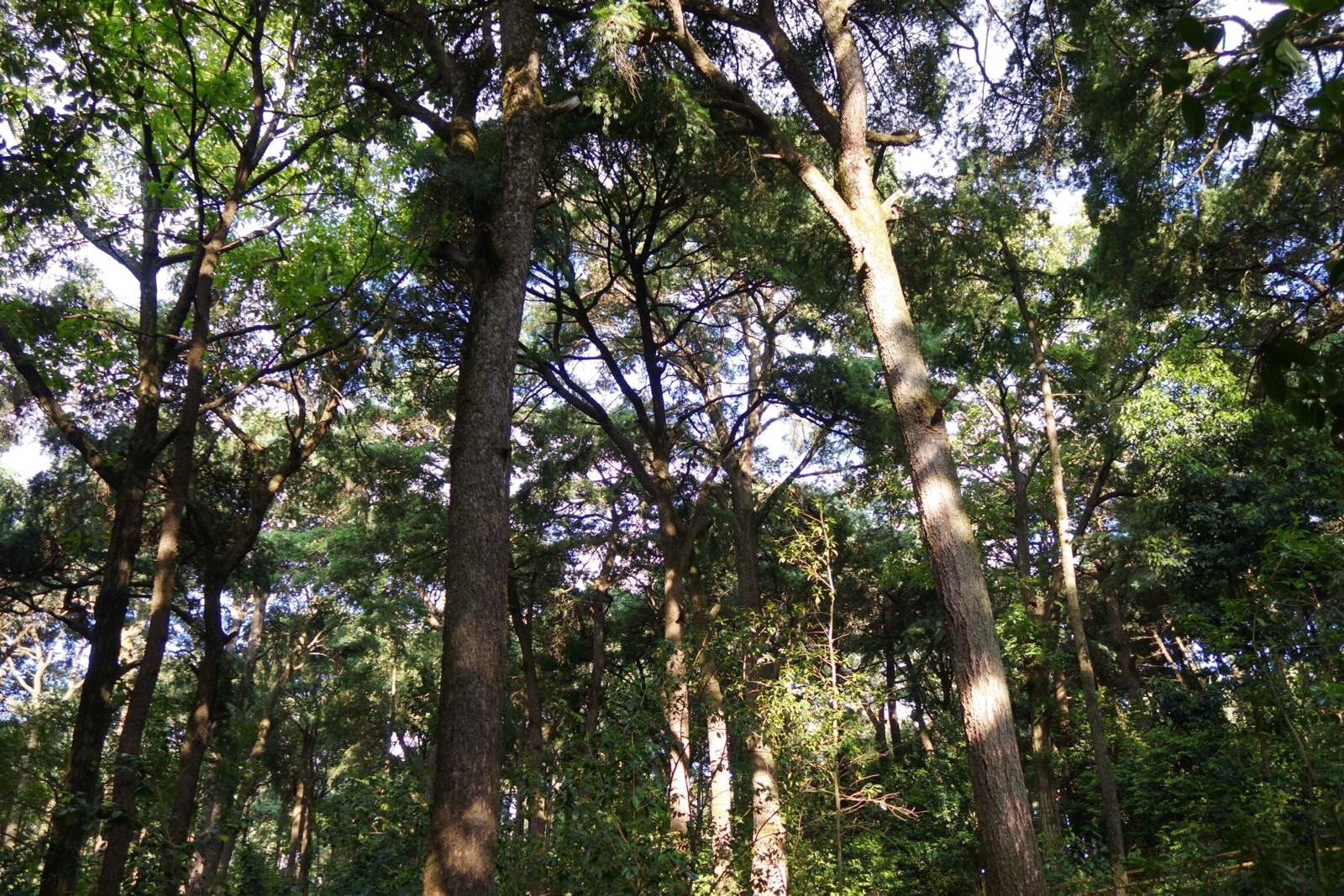 尽管茶花已谢,但茶花园内古木参参,夕阳下光影斑驳,行走其间,心情舒畅