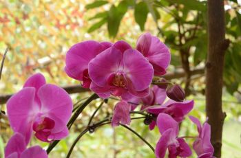 【携程攻略】三亚兰花谷附近景点,兰花谷周边