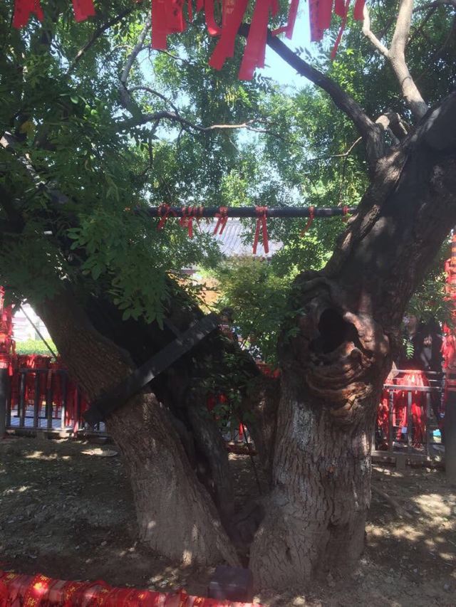 老槐树的沧桑