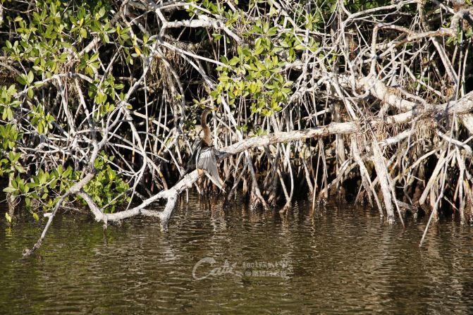 自然大美--美国大沼泽国家公园 - 迈阿密游记攻