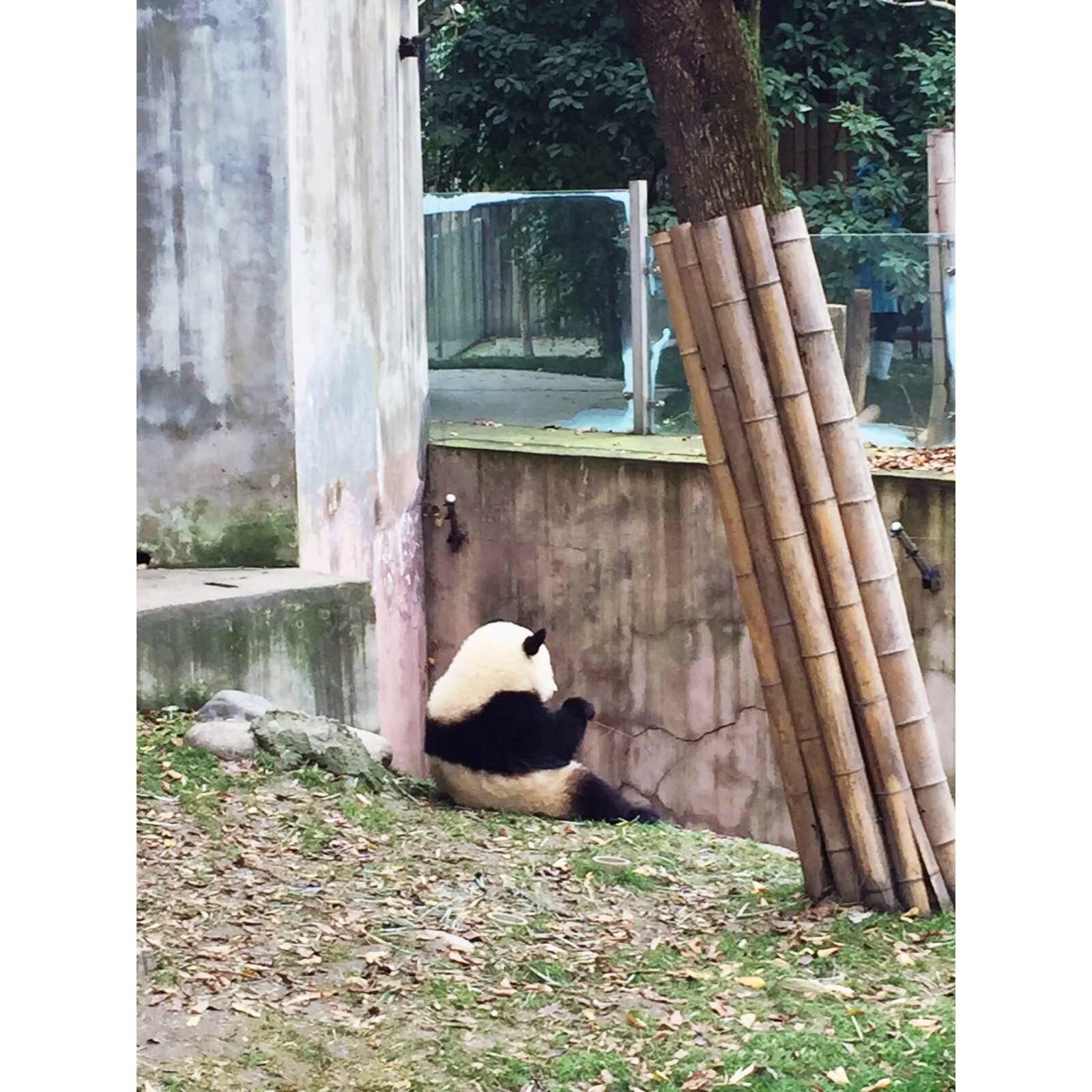 这忧郁的小背影,看得我心疼. 成都大熊猫繁育基地