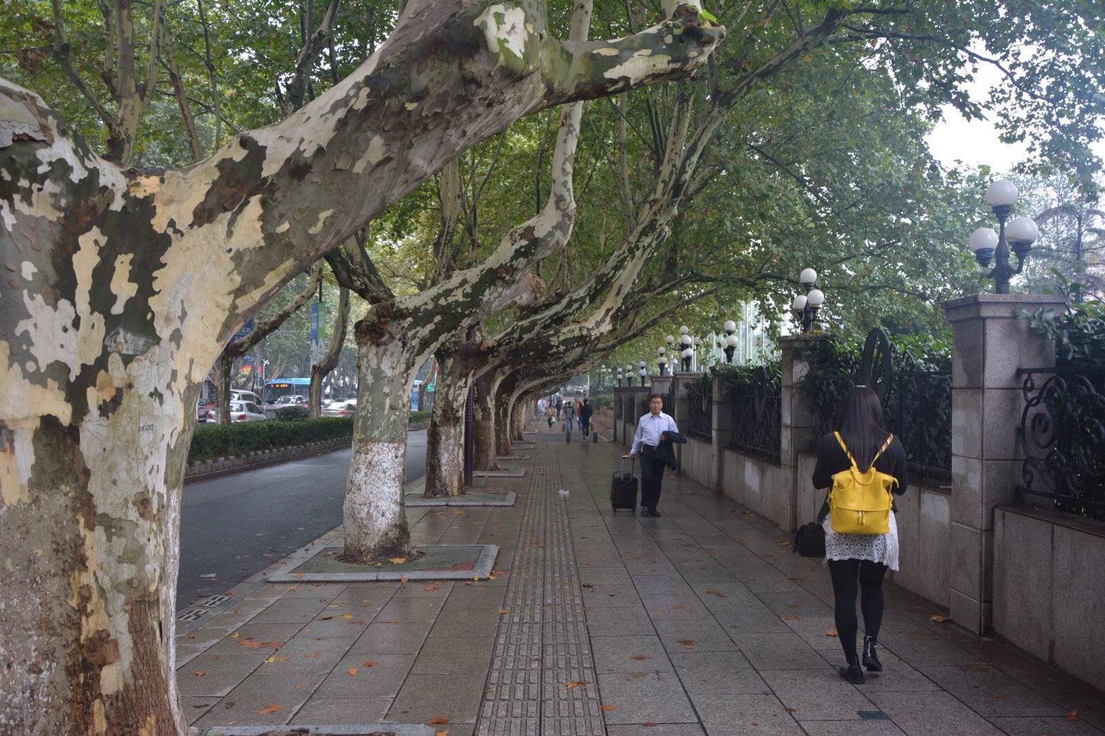 南京一棵树|摄影|风光摄影|请叫我随风1992 - 原创作品 - 站酷 (ZCOOL)