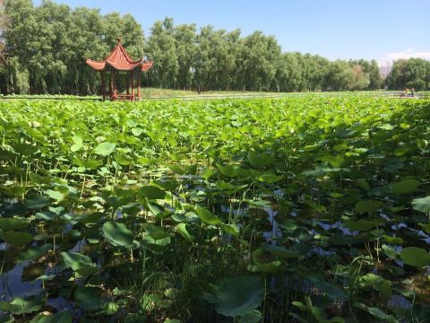 桃源风景旅游区门票,石河子桃源风景旅游区攻略/地址