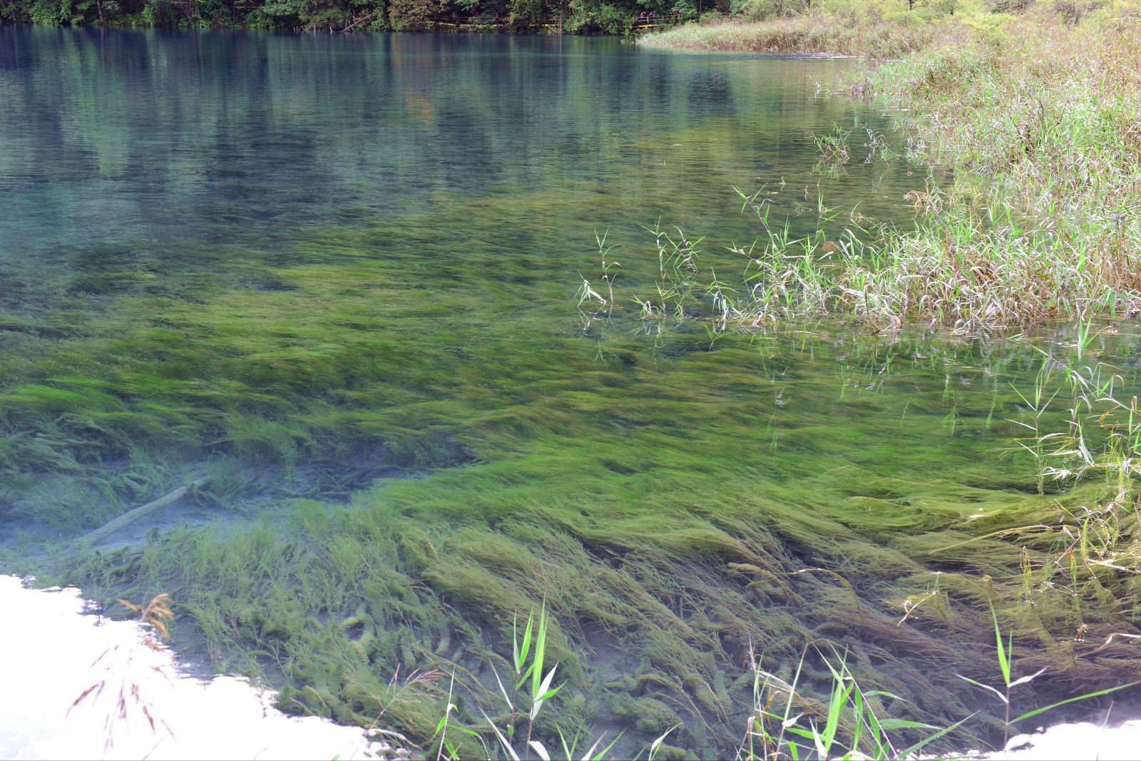 绿色水草被蓝色水流带向同一个方向,相当的美! 熊猫海