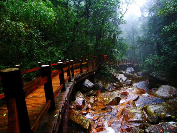 夏无酷暑、冬有冰雪,带你走进莽山的原始生态