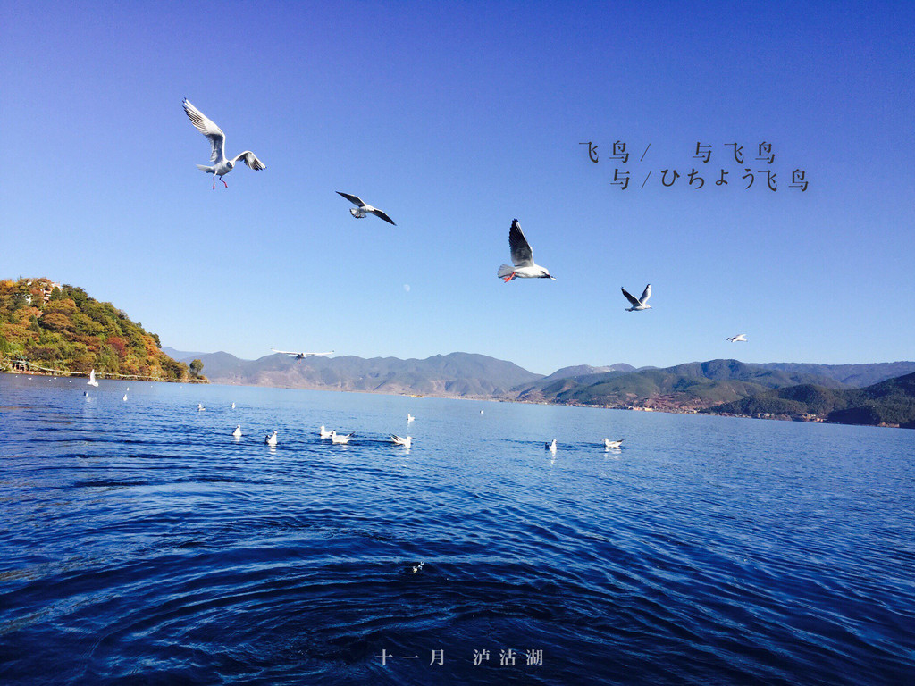 喂海鸥