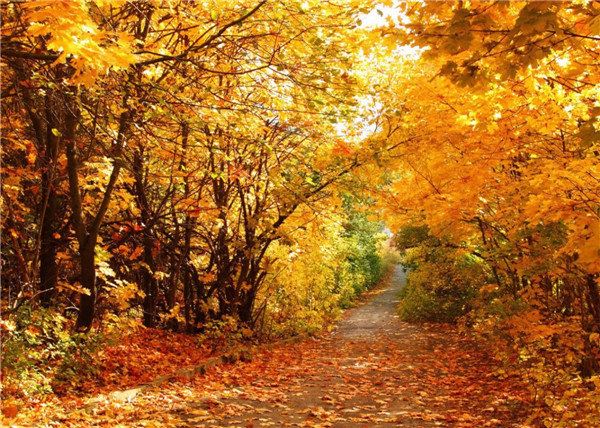 秋日静思,在南京看梧桐叶落满地 - 南京游记攻略【携程攻略】