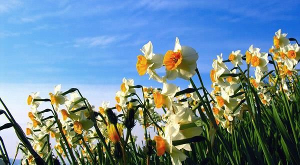 去欧洲定制游,赴最美花季之约~ - 荷兰游记攻略