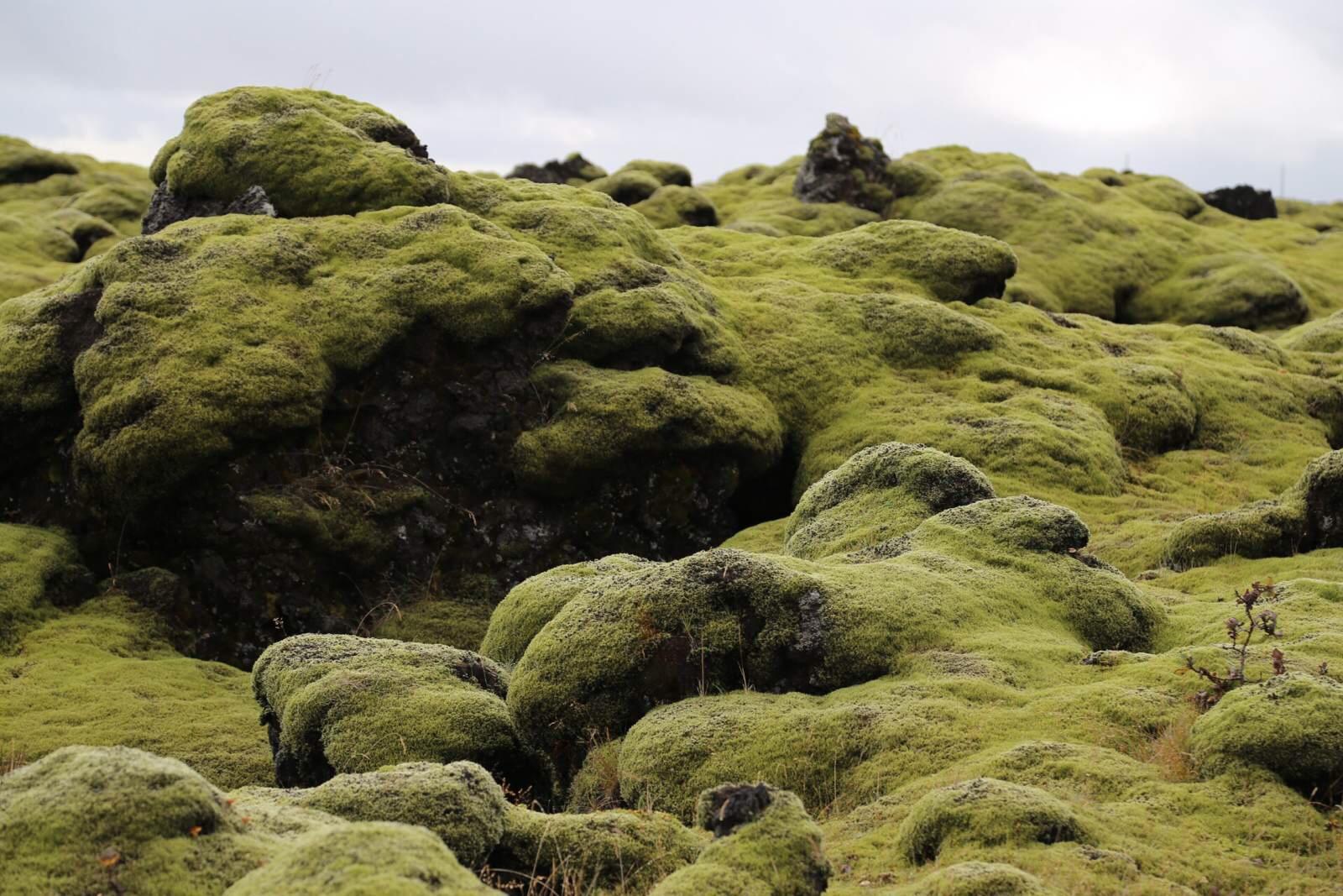 苔原也是冰岛独有的地貌.