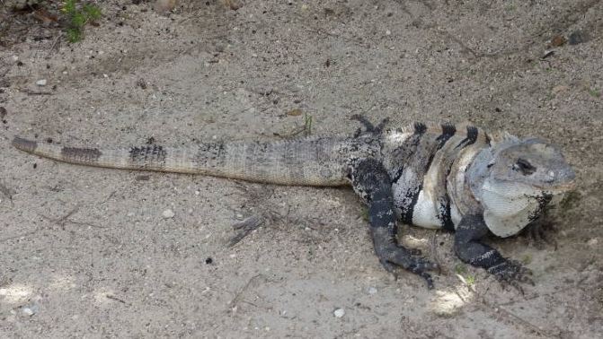 美加狂奔进行时(46)墨西哥 玛雅文化图伦遗址 