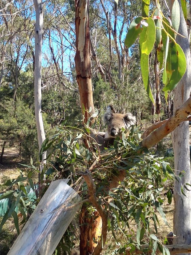 澳大利亚东岸14天自由行 - 墨尔本游记攻略【携
