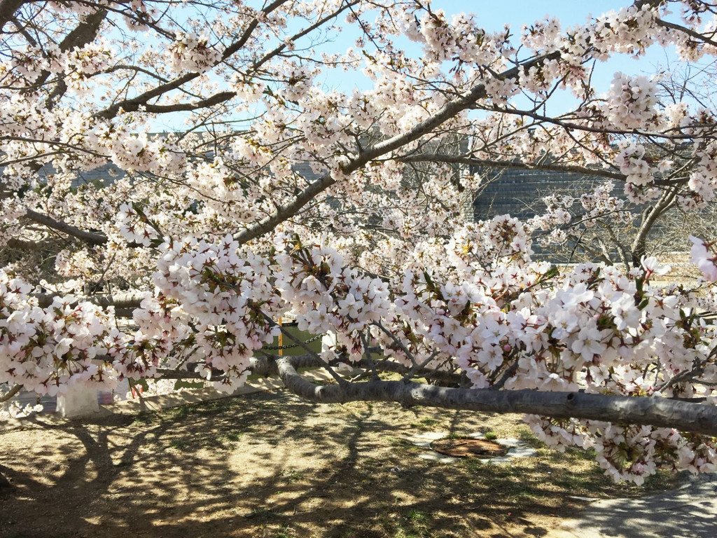 龙王塘樱花园,大连