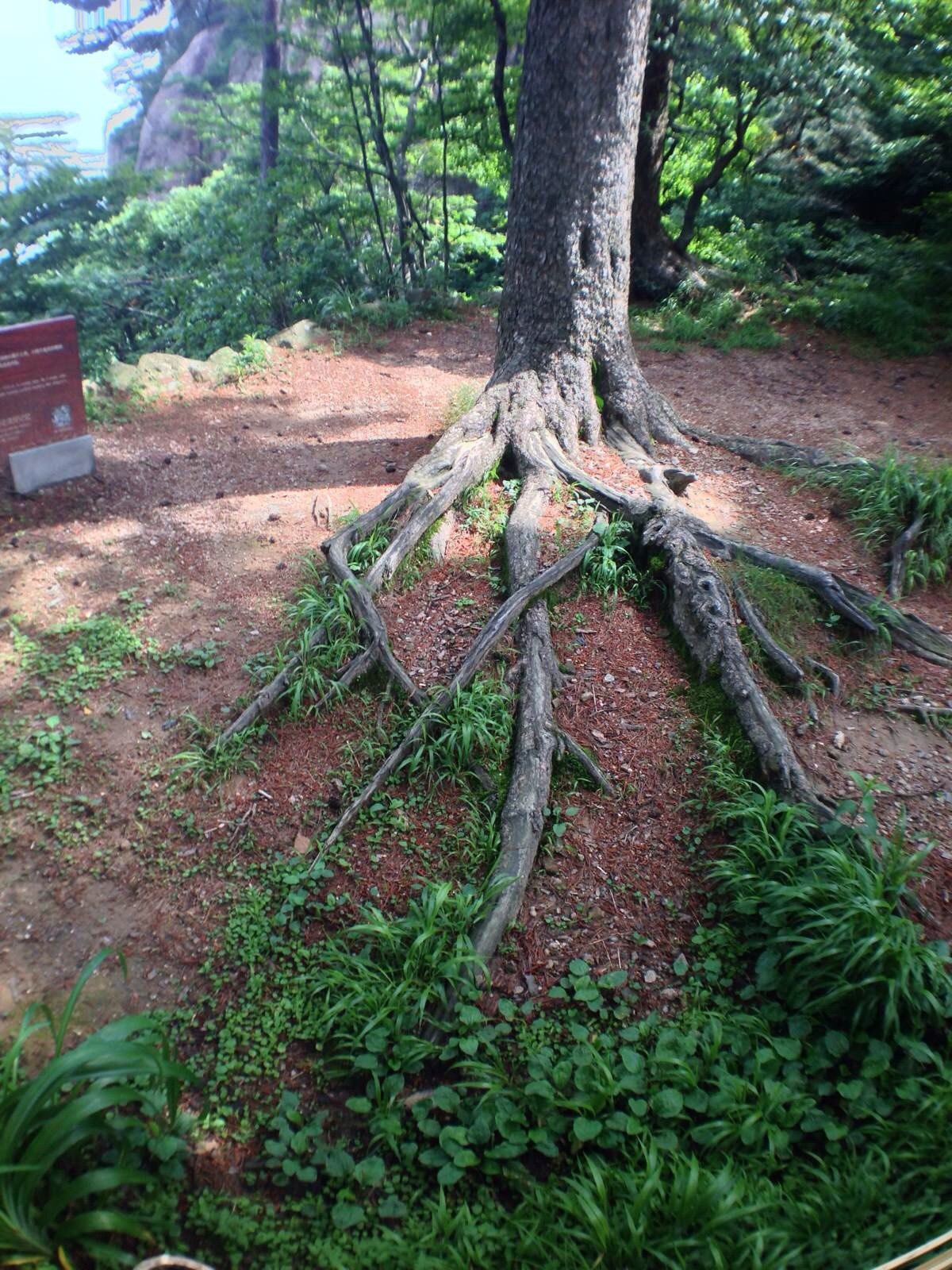 龙爪松 其实这种盘根错节的松在黄山处处可见. 梦笔生花