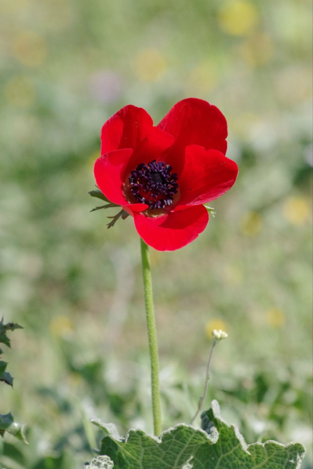 以色列的国花银莲花 bet guvrin n.p.