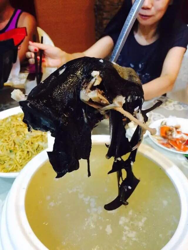 帕劳独有:蝙蝠
