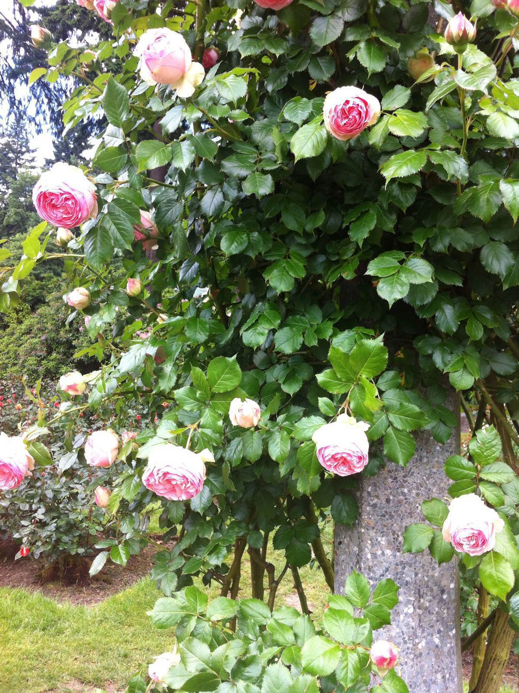 非常多品种的玫瑰正在盛开 波特兰 日本花园.