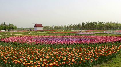 沣东农博园郁金香花节图片