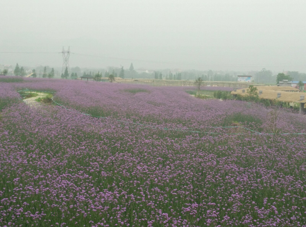 在平阳县山门镇坑东村突现一片紫色花海一一马鞭草花.