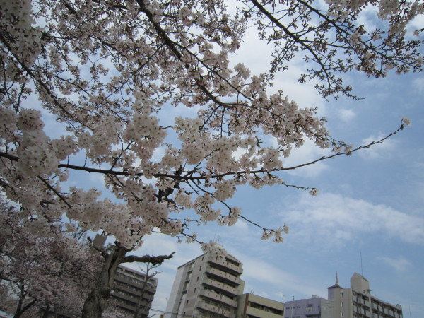 大阪-神户 樱花季节马上到了,日本关西之旅 - 神
