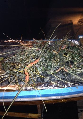 马尔代夫AKV岛,天堂一样的地方 - 马尔代夫游