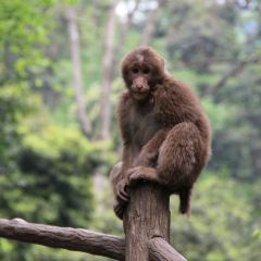 【犍为印象】犍为旅游怎么样_犍为哪里好玩_
