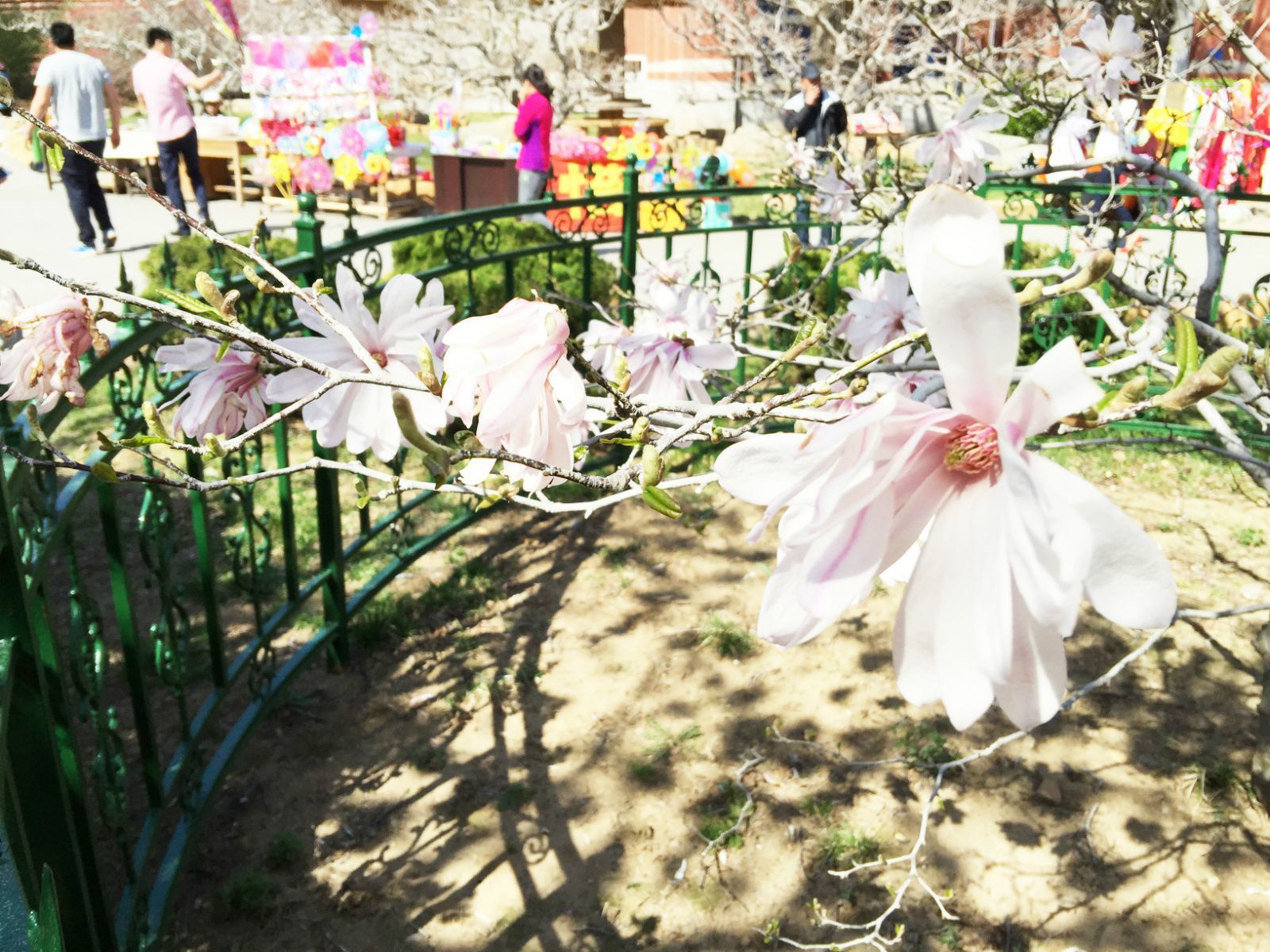 面朝大海,春暖花开樱花绽放【大连】