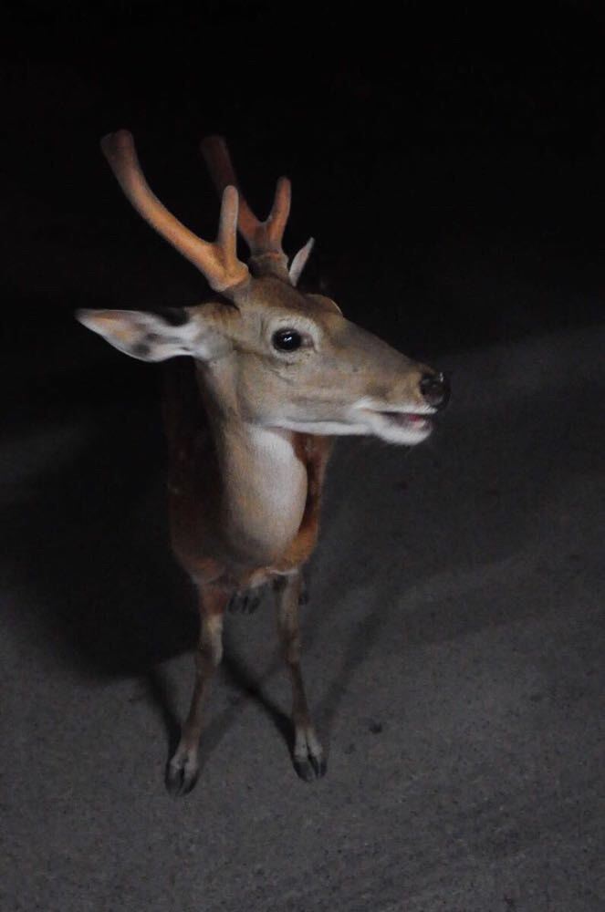                  夜间动物园里鹿