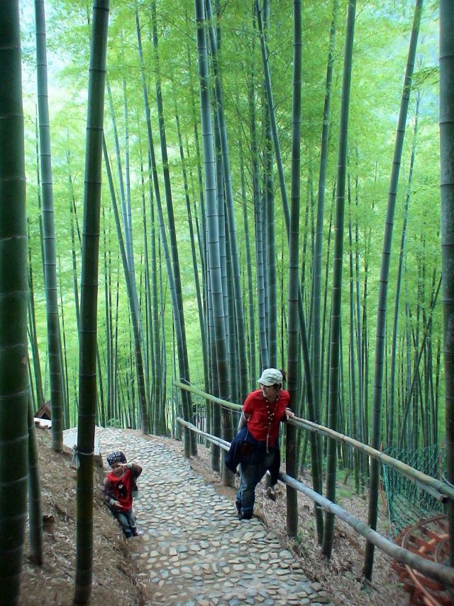 安吉大竹海 藏龙百瀑 湖州南浔古镇