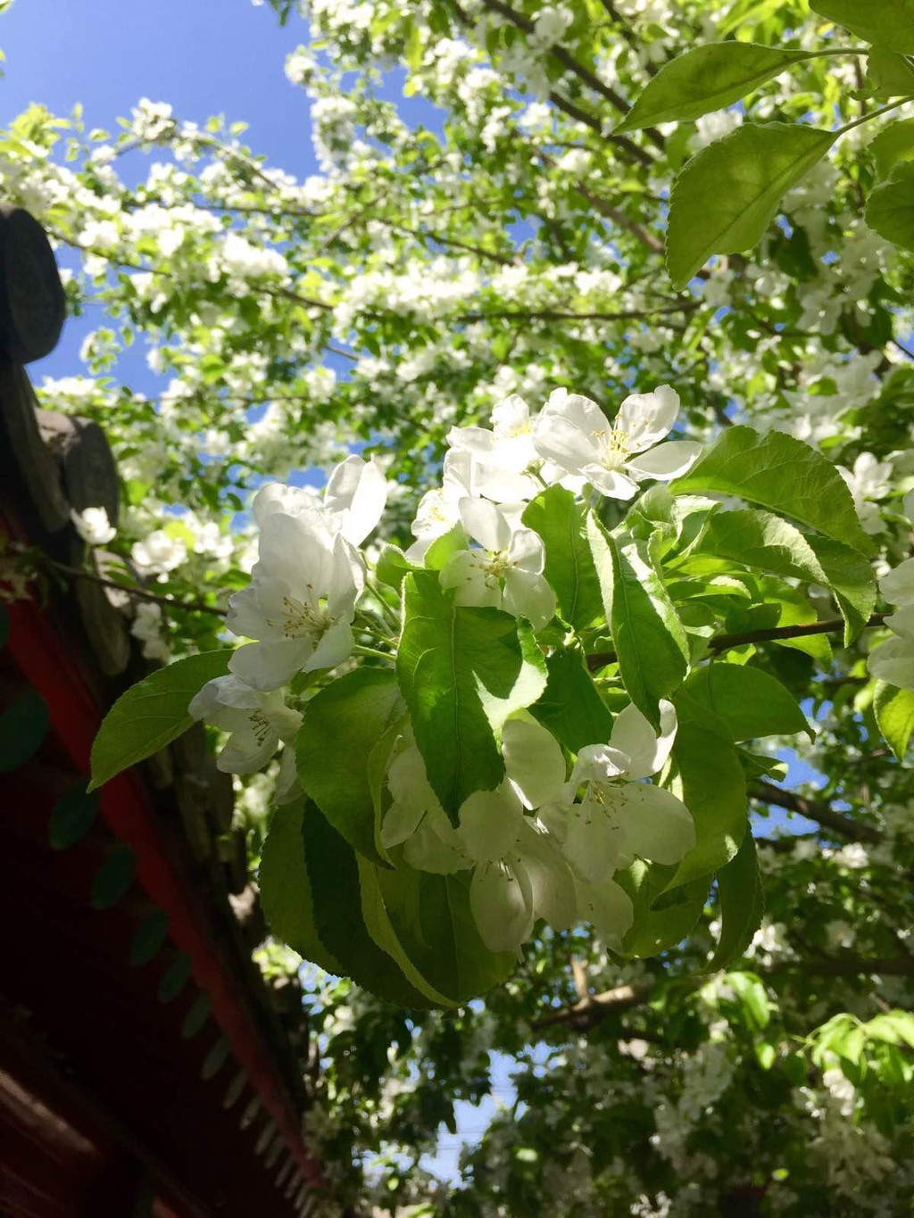 梨花映春智化寺 - 北京游记攻略【携程攻略】